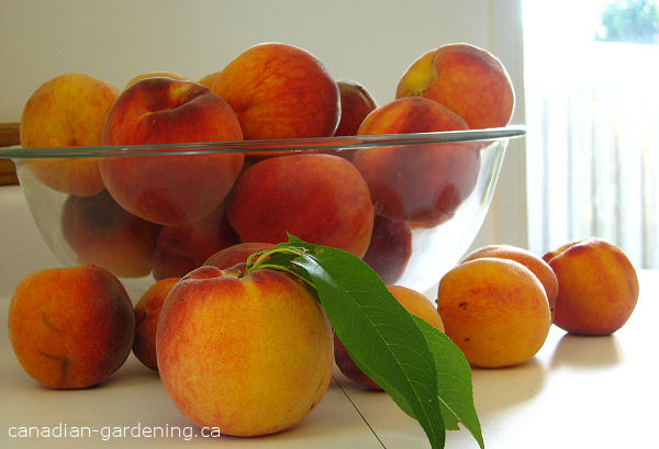 Caring for a peach tree