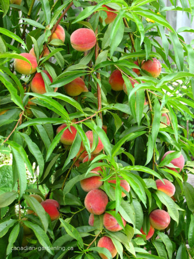 Peach tree planted in garden soil