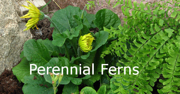  shade garden perennial ferns banner