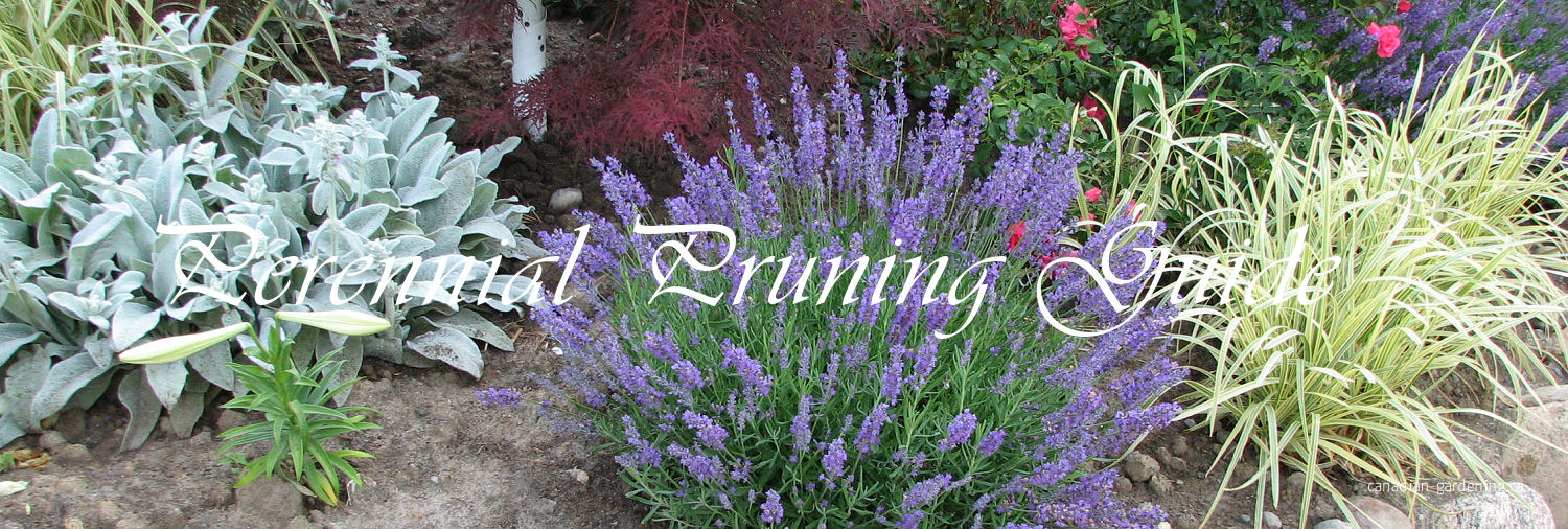 Canadian perennial pruning guide