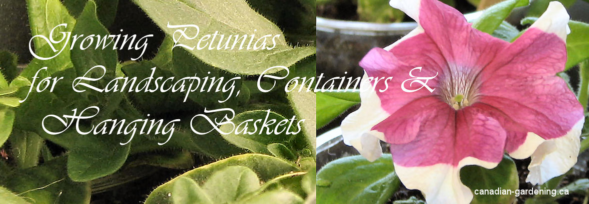 growing petunia flowers from seed for landscaping, containers and hanging baskets logo