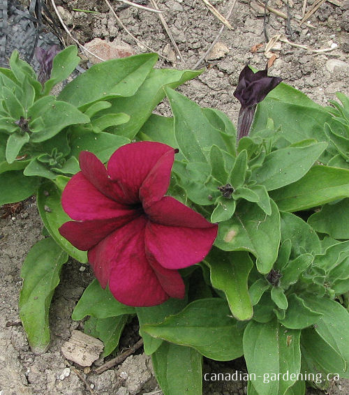 Petunias in garden