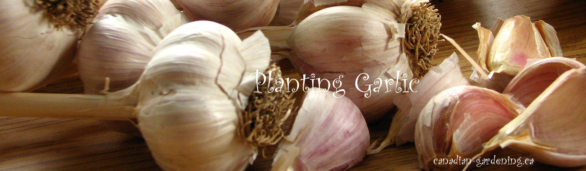 planting garlic  logo