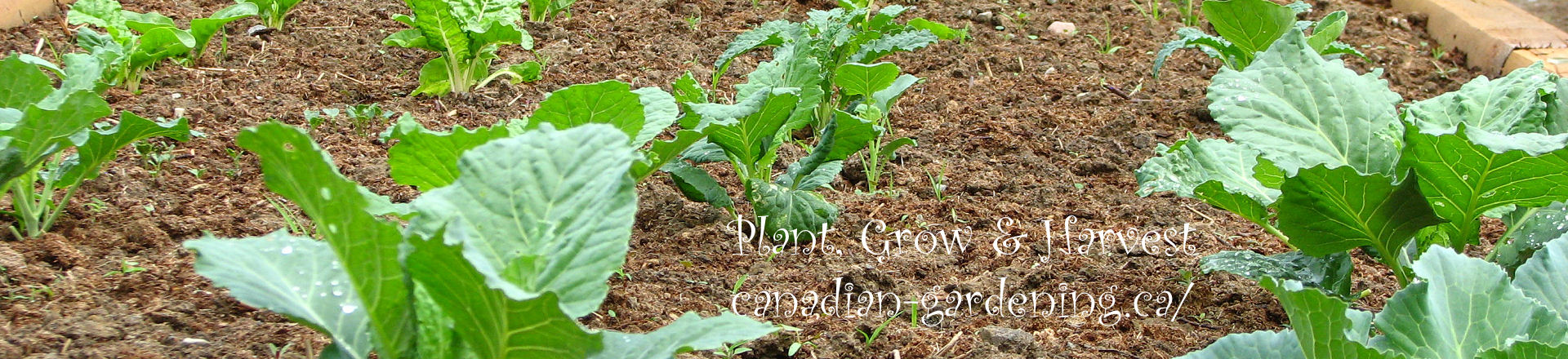 plant, grow, harvest 25 vegetables logo