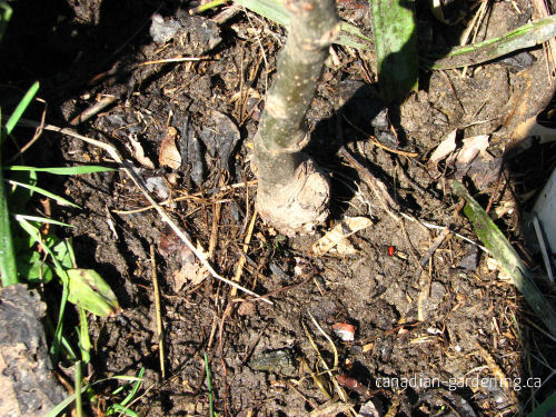 Correct planting depth for apple tree graft union