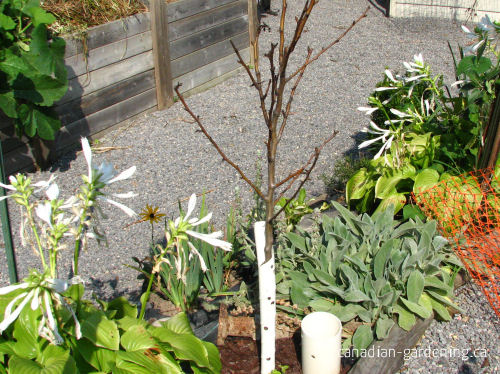 Steps for planting an apple tree