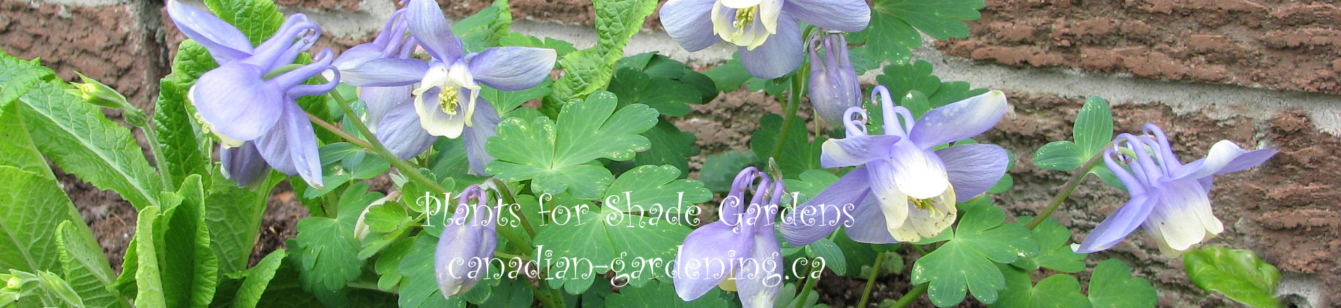  Plants for shade gardens - annuals-perennials, groundcovers and shrubs