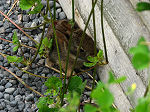 photo of baby rabbit hiding 