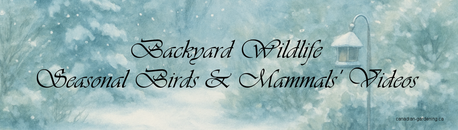 banner, short videos for seasonal birds and mammals