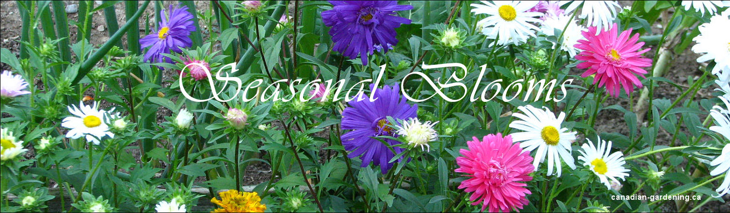 A collage of flowers in bloom through the seasons