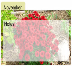 November Seed Divider