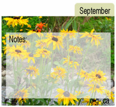 September Seed Divider