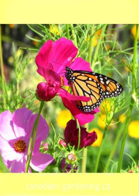 Flower seed packet template printables