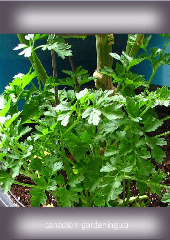 Herbs easy seed packet printables