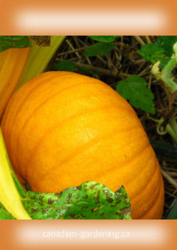 Pumpkin and squash seed packet printables