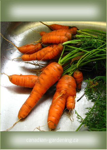 Vegetable seed packet printables