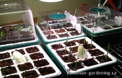 Seedling tray with dome