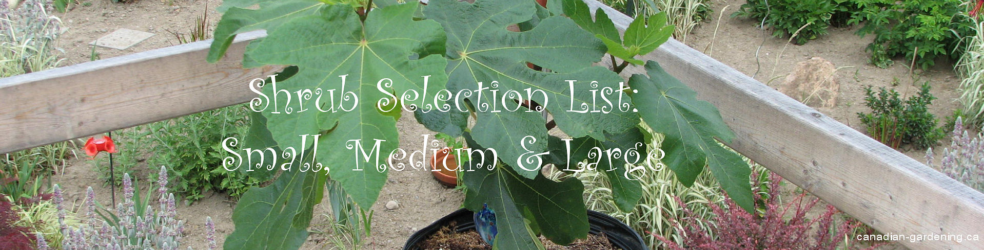 selection shrubs, small, medium, large and description