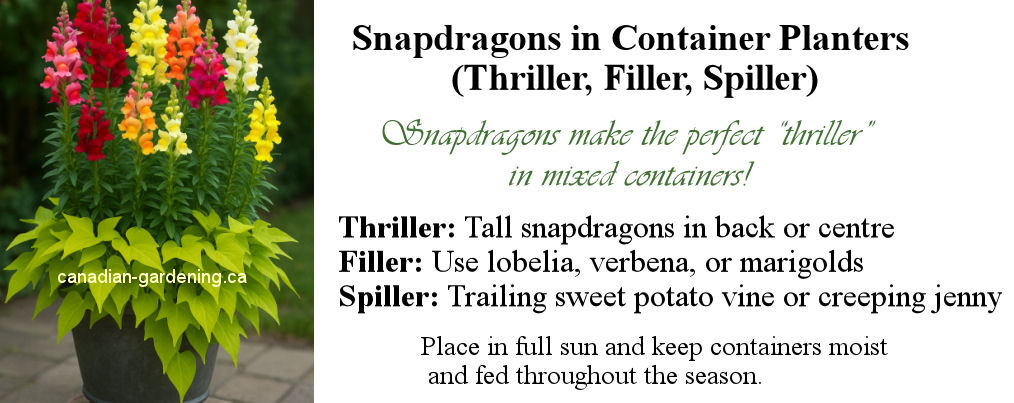Snapdragon container with sweet potato vine spiller, snapdragons as a thriller
