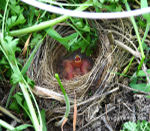 photo of song sparrow - raised 4 babies 