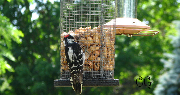 How to make Suet and Fat Balls for Birds Banner
