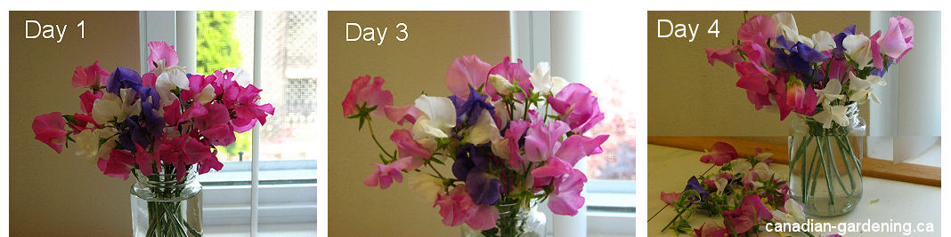 sweet peas cut flowers day 1, 3, 4,