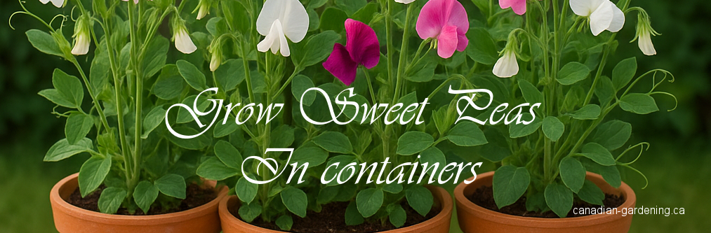 how to grow sweet peas in containers