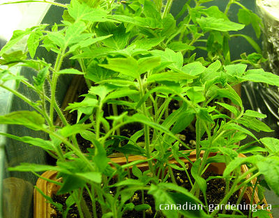 tomato seedlings indoors 