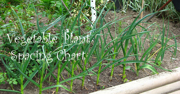 Vegetable Plant Spacing Chart banner