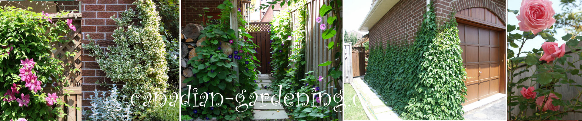 How to grow - Perennial, Annuals climbing vine plants banner