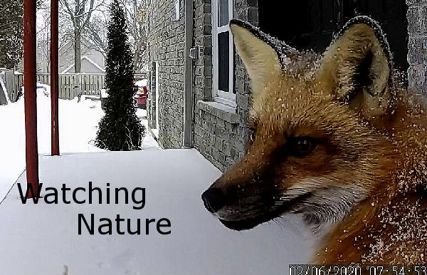 Canadian Gardening - watch backyard nature banner