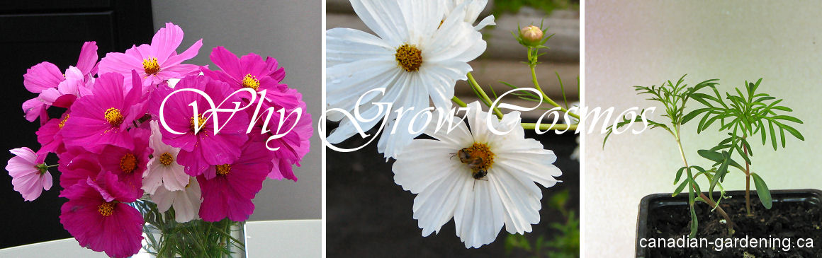 how to grow Cosmos Flowers from seed for landscaping and containers logo