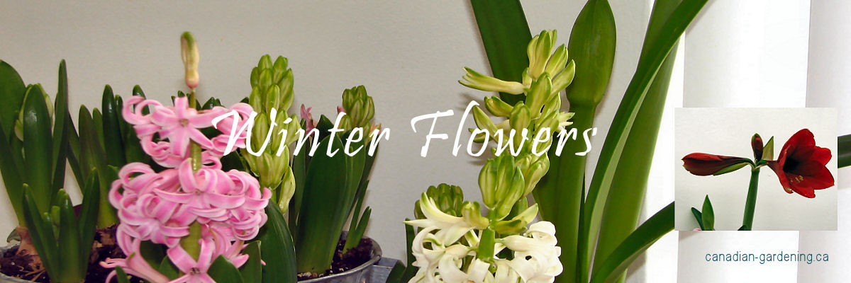 Indoor winter flowers in bloom