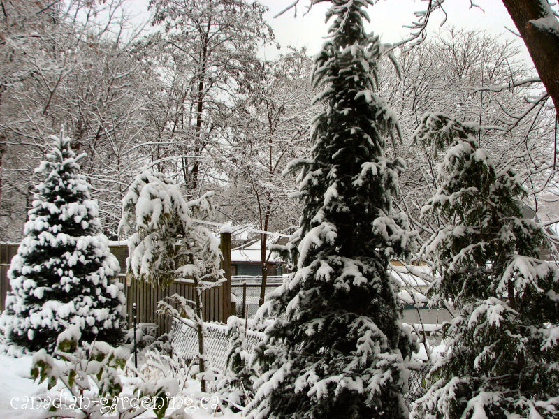 photo of winter snow