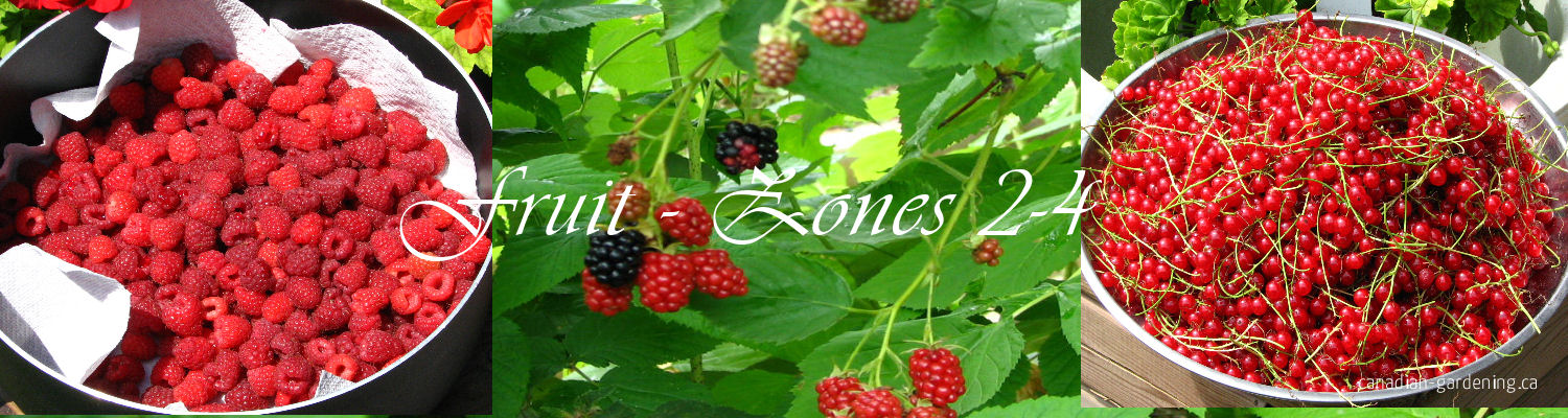 Strawberries and raspberries growing in a cold climate