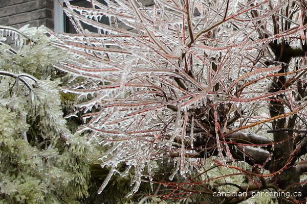 Winter garden with frosted ornamentals and evergreen foliage